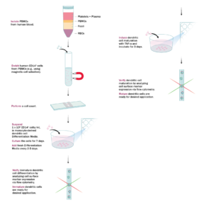 Simple protocols using the CellXVivo™ Immune Cell Differentiation and Expansion Kits.