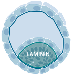 Fig2 Blastocyst BioLamina