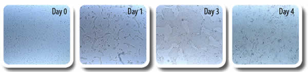 Fig3 Cell morphology LN 521 BioLamina