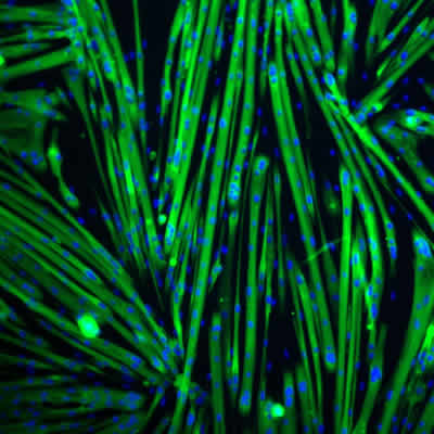 Fig6 MHC BioLamina