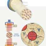 Figure 1: Courtesy of Biovest