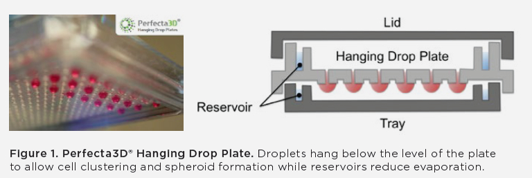 Hanging Drop Fig 1