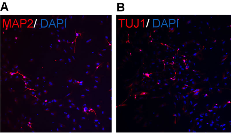 human ipsc derived npcs