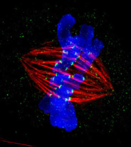 Microscopy Winner Microscopy Winner