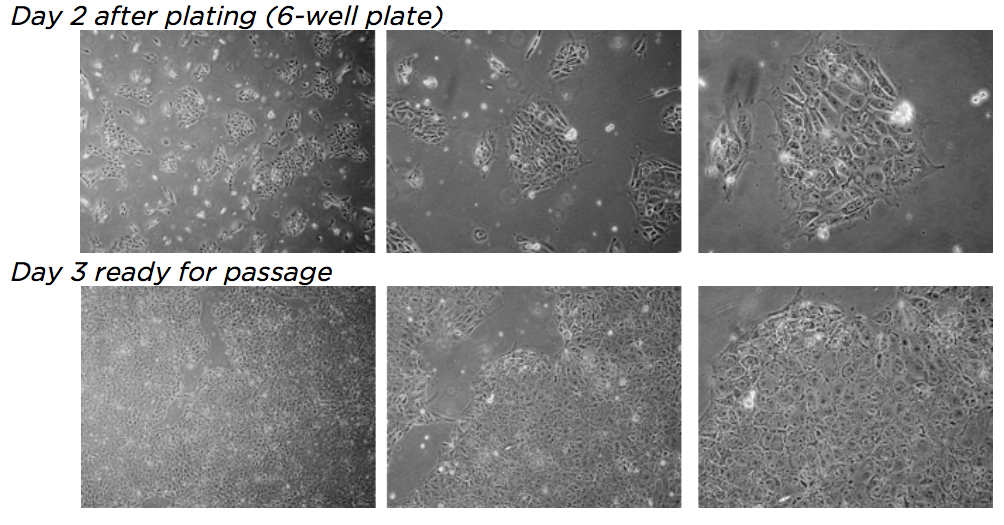 Culturing iPSCs using AlphaSTEM™ Naive hPSC Medium