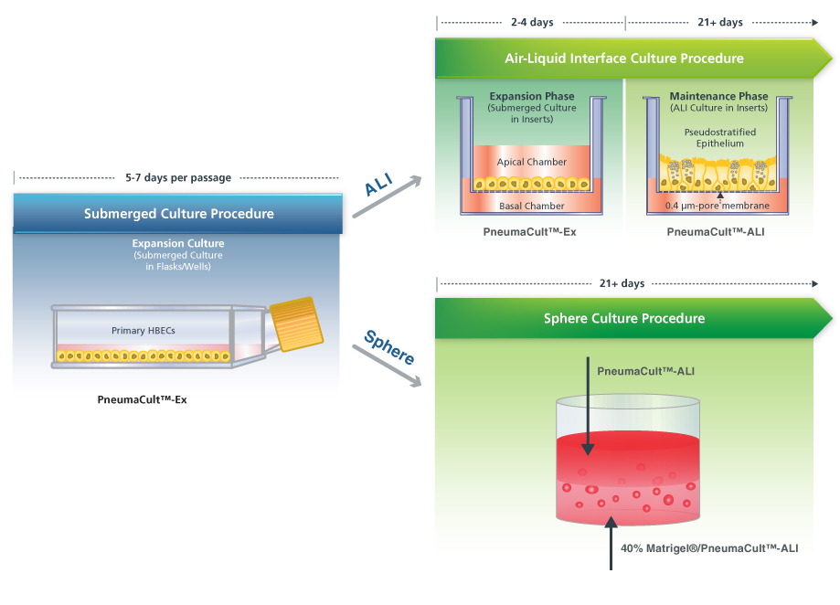 Overview of the PneumaCult™ Culture System