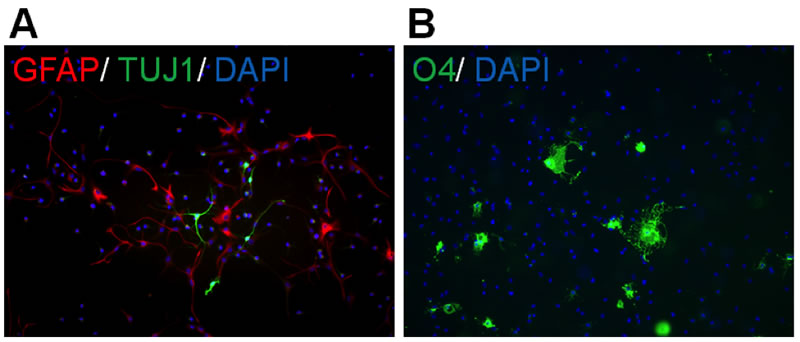 Rat cortical neural progenitor cells