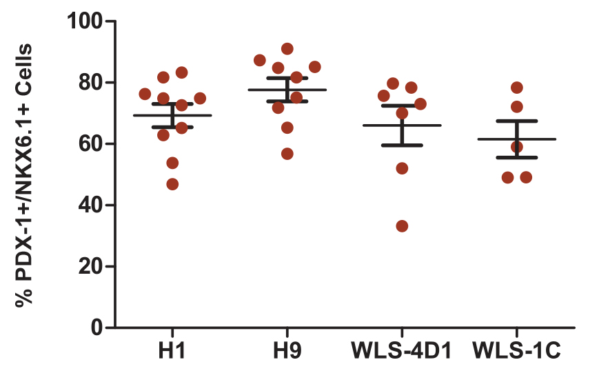 The STEMdiff™ Pancreatic Progenitor Kit Functions Efficiently Across Multiple Human ES and iPS Cell Lines