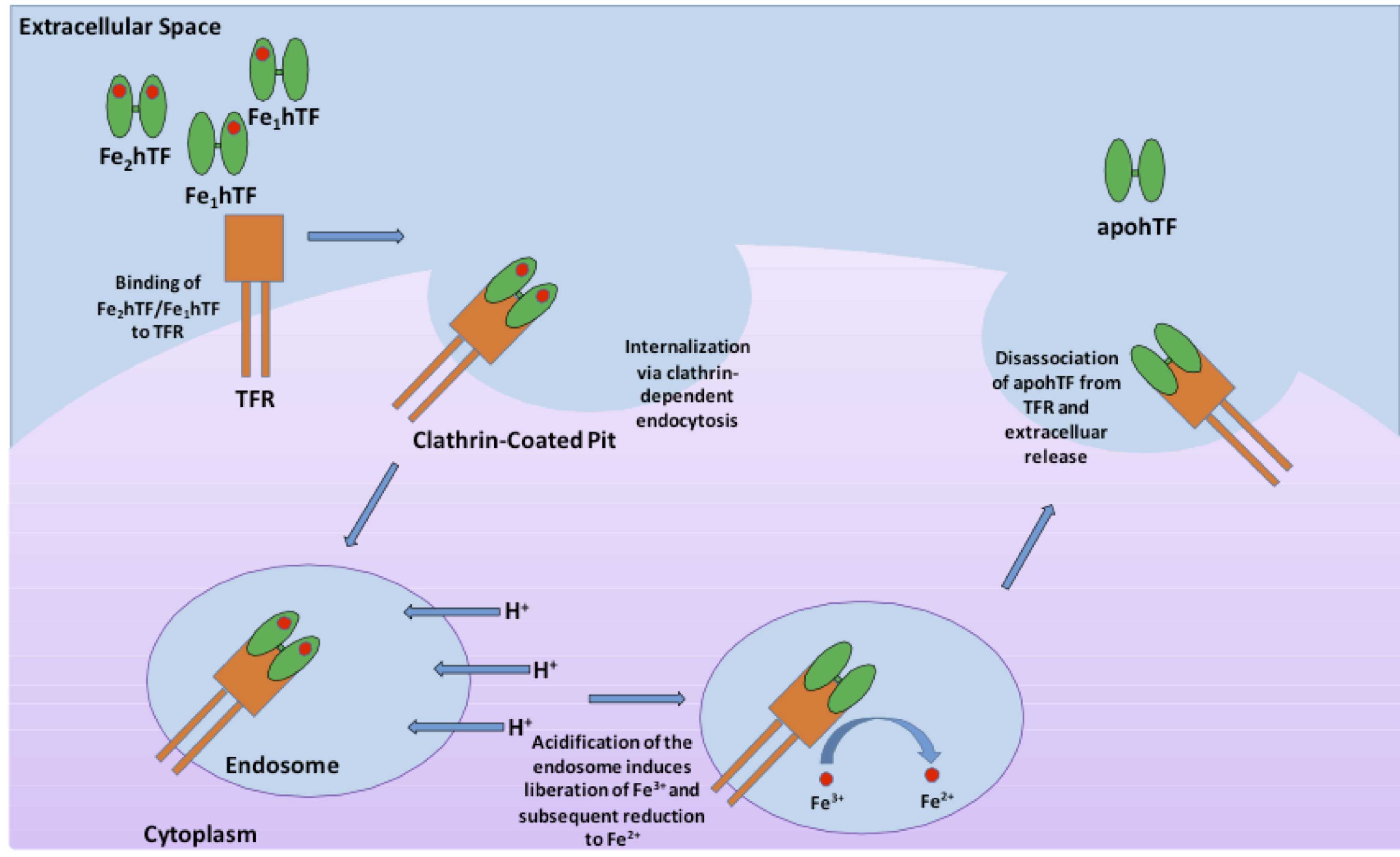 Transferrin Figure 1