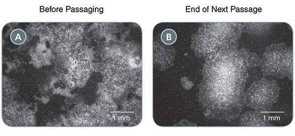 rehabilitated cultures to over 90% undifferentiated cells in just one passage