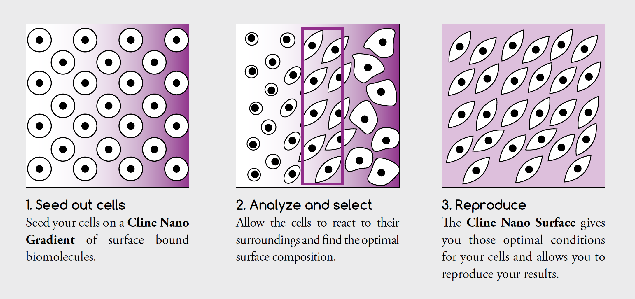 Stem Cell Differentiation Workflow