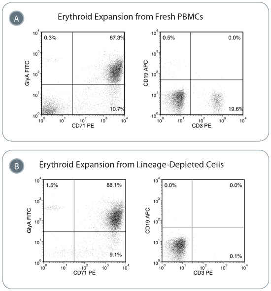 Erythroid Progenitor Cells are Expanded in StemSpan™ SFEM II Containing Erythroid Expansion Supplement