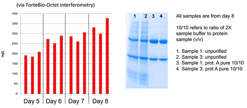 Fig 1: CHOZN®: Gel Analysis of Protein Quality and Titer