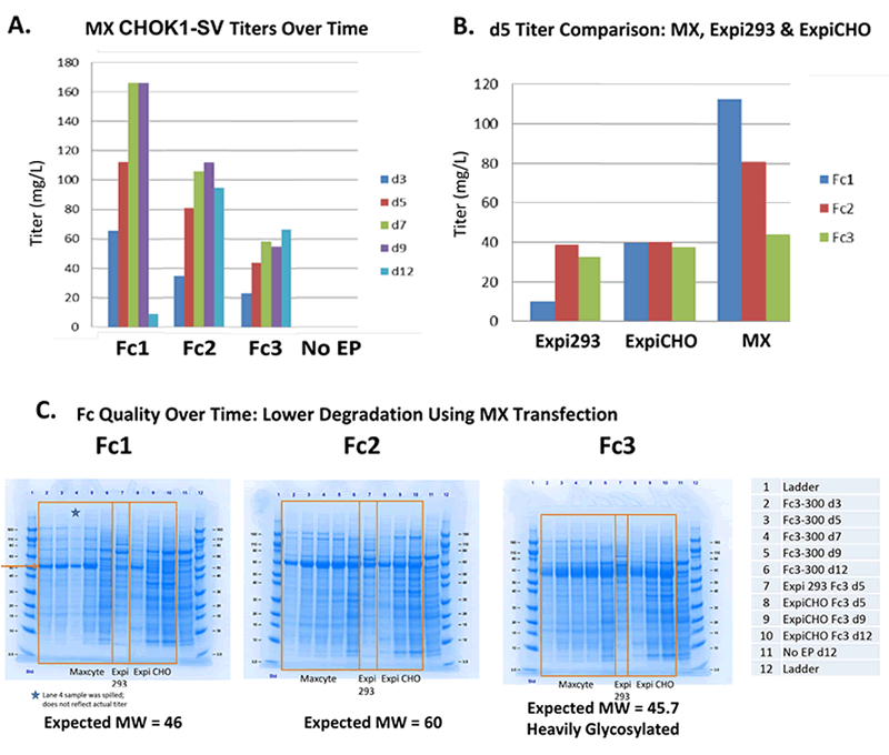 fig 2: MX CHOK1-SV: Low Degradation Fc Production