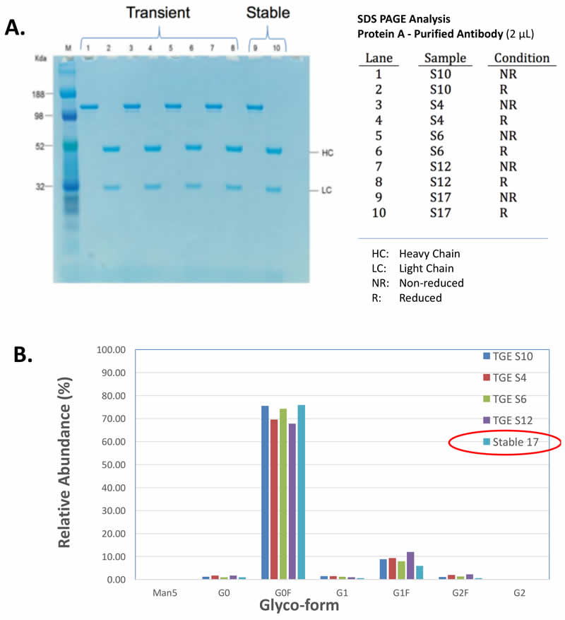 fig 3: Equivalent Antibody Quality & Glycosylation