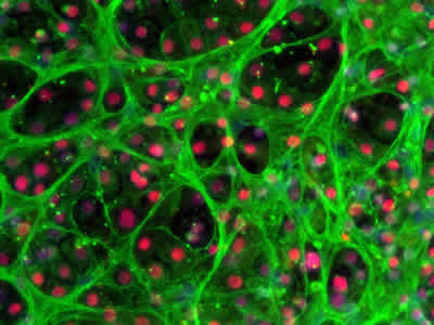 Fig5 MRP1 and HNF4a BioLamina