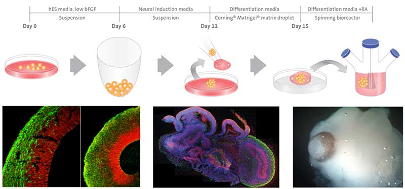 Cerebral organoid culture system.
