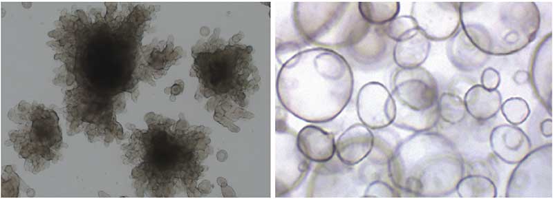human organoids