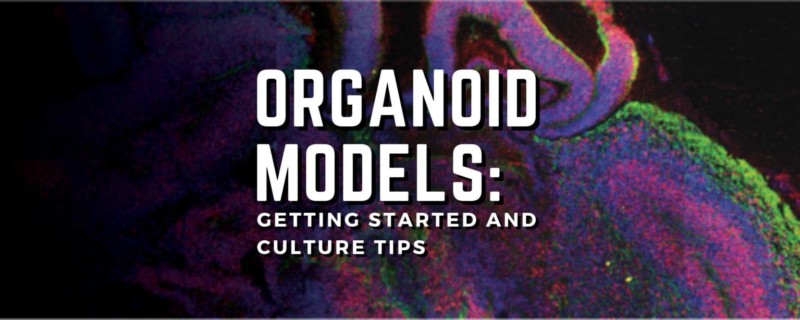 Organoid Models