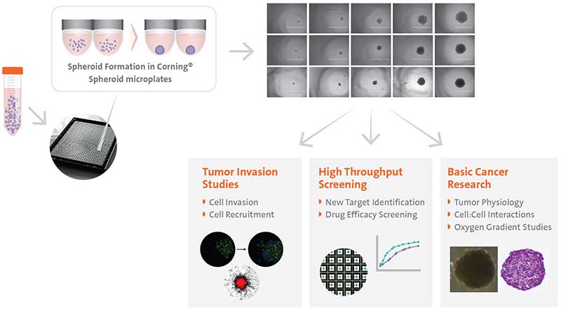 Potential workflow for multicellular tumor spheroids.