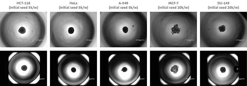 Multiple cell lines were shown to form single, centered spheroids in both the 96-well (top row) and 384-well (bottom row) microplate formats