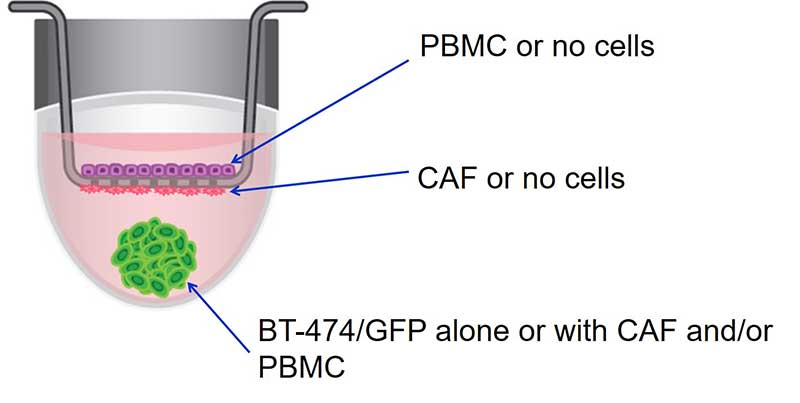 Corning® HTS Transwell supports fitted onto the spheroid microplate allows investigation of cellular interactions between stromal and cancer cells and its impact on response to cancer therapeutics.