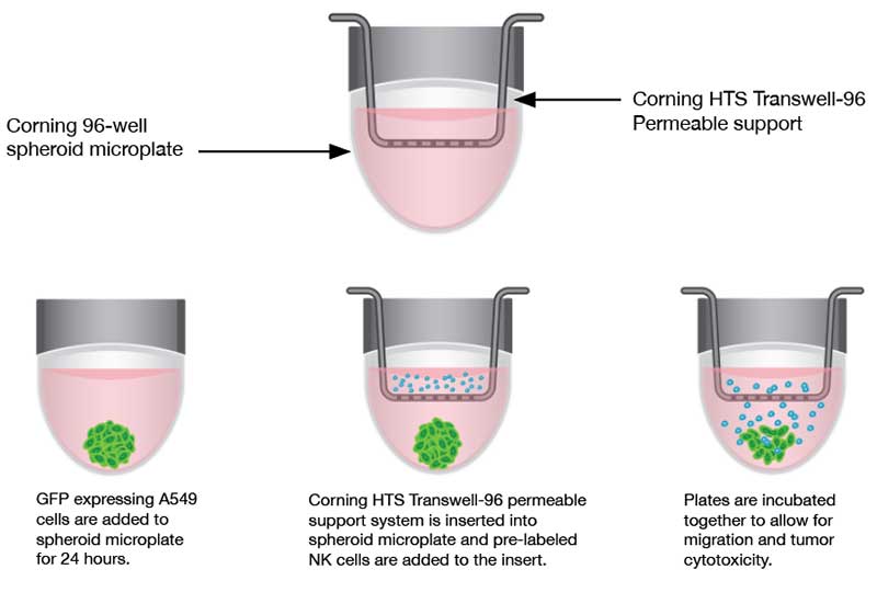 Spheroid formation in (A) hanging drop technique and (B) spheroid microplate with Ultra-Low Attachment surface coating