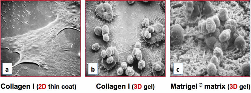figure 1 Primary rat hepatocytes