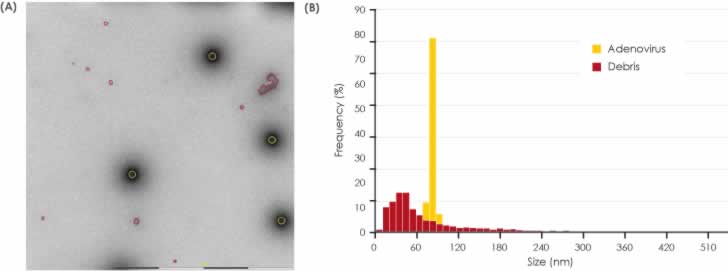 Figure 3 Image of Sample 1 illustrating that debris is rarely observed.